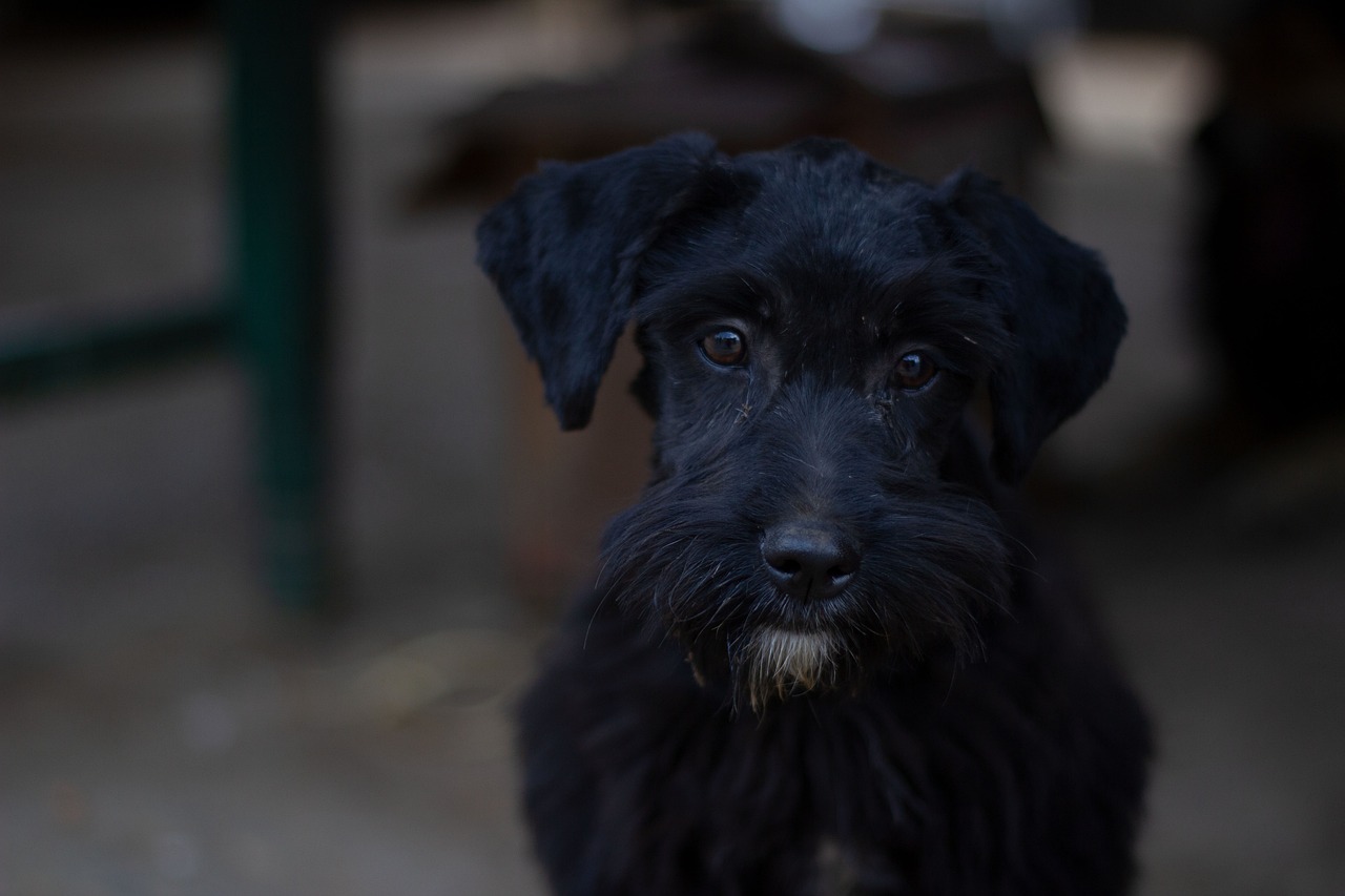 CASA DE ESPAÑOL XELAJU